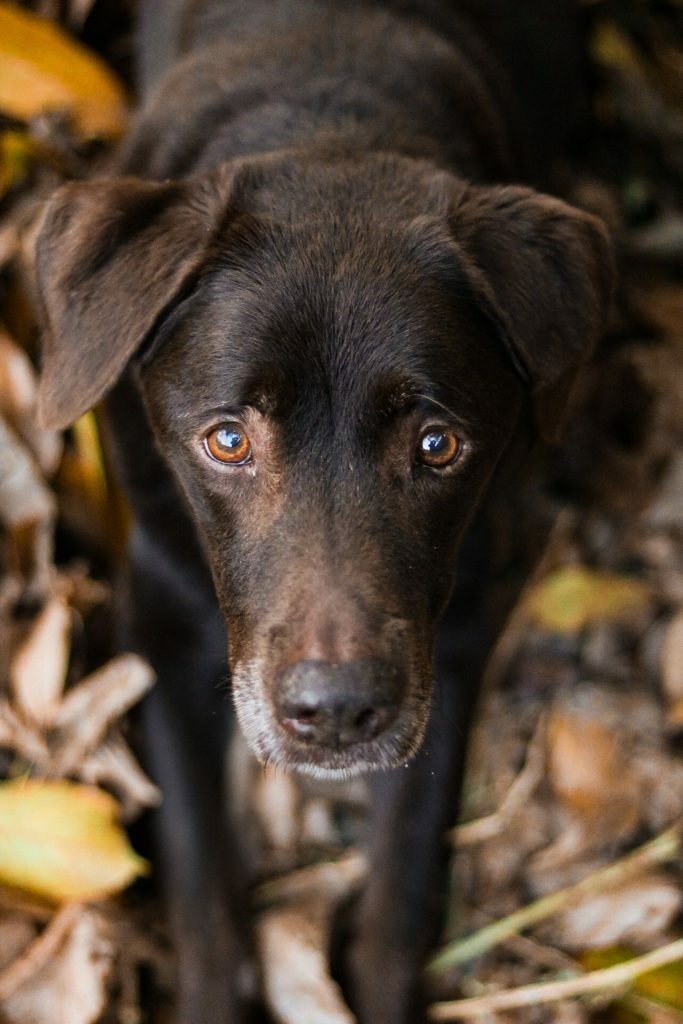 "Miris jeseni i starih šapica" / Foto Sara Logar