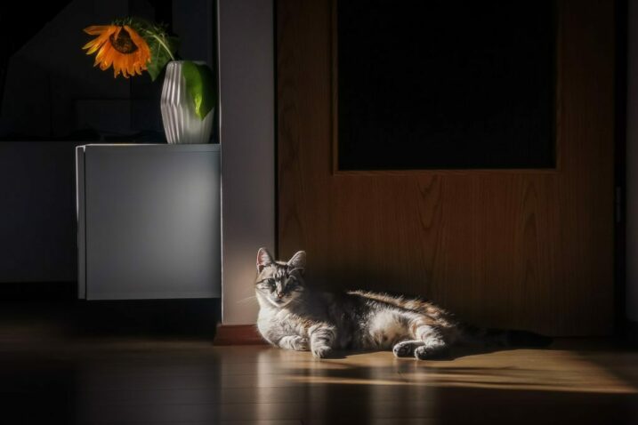 "Tišina pod suncokretom" / Foto Ivan Žagar