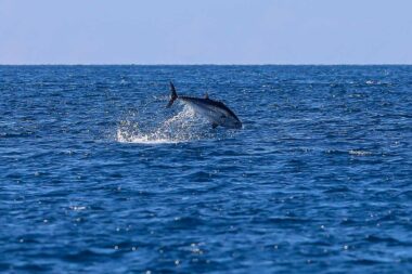 Foto Srecko Niketic/PIXSELL