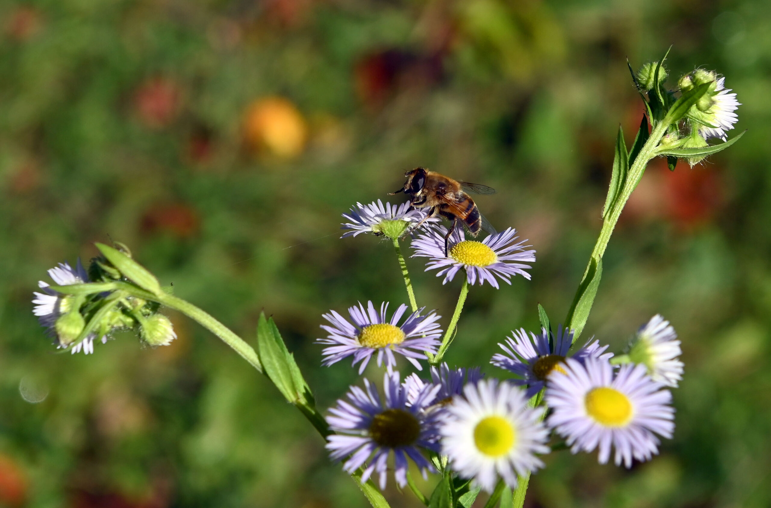 Bioraznolikost Velebita izložena klimatskim promjenama / Foto: Vedran KARUZA