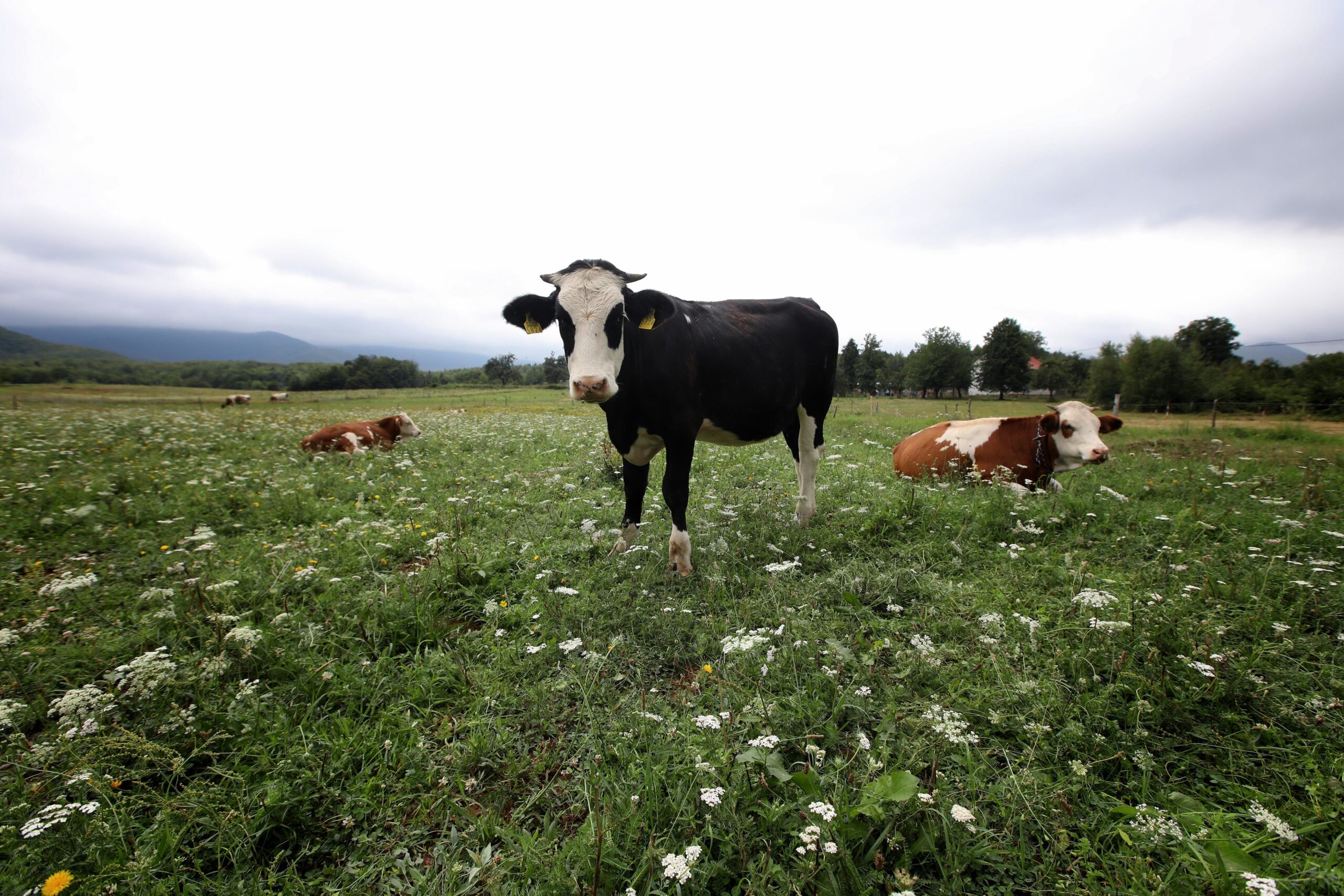 Razvoj poljoprivrede i turizma potencijal Like / Foto: Boris Šćitar / Pixsell