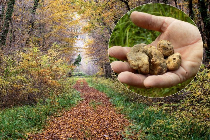 Tartfufi u motovunskoj šumi na udaru ilegalnih berača / Foto Arhiva NL, Pixsell