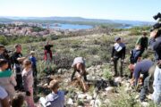U organizaciji Saveza izviđača Hrvatske, Hrvatskih šuma, HGSS i Ravnateljstva civilne zaštite u Šibeniku najveća europska volonterska akcija pošumljavanja požarišta; kampanje Boranke iz listopada ove godine / Foto: Duško Jaramaz/PIXSELL