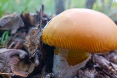 Blagva (Amanita caesarea), u Istri poznatija kao giordana (đordana, žurdana) je U zaštićena vrsta gljiva / Zvjezdan Strahinja