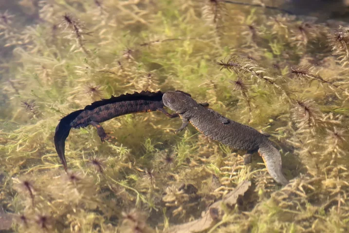 Veliki vodenjak / Foto Park prirode Učka