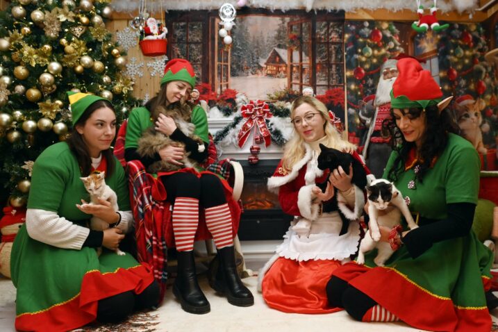 Kitten Safe House, Foto: Maroko Gracin