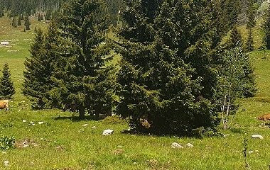 Lubenovac / Foto D. PRPIĆ