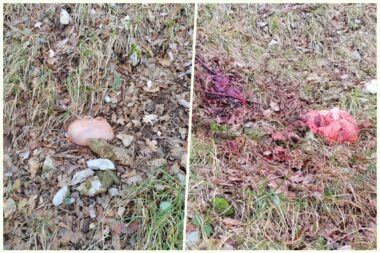 snimila čitateljica