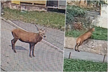 snimila čitateljica