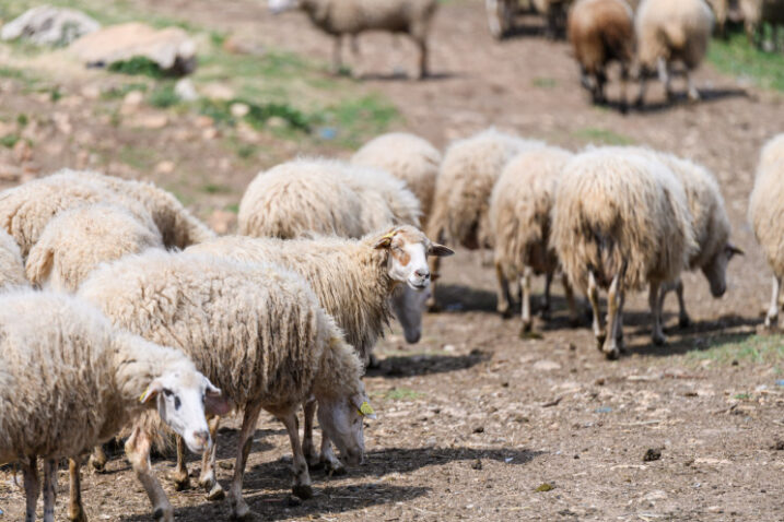 Ilustracija / Foto Luka Jeličić