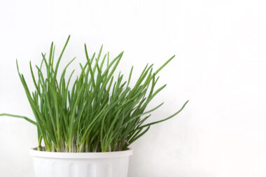 Foto: iStock