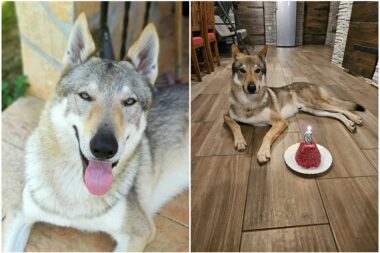 Foto Darko Dragičević