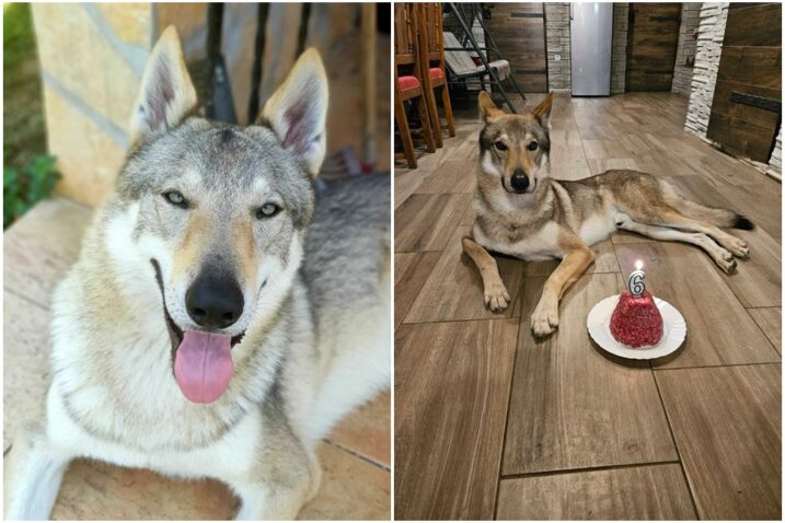 Foto Darko Dragičević