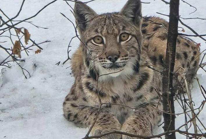 Ris u Gorskom kotaru / Foto: Hrvatske šume Facebook