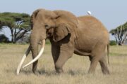 Slon Craig / Foto Facebook Amboseli Trust for Elephants