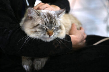 Detalj s prošlogodišnje izložbe / Foto ARHIVA NL