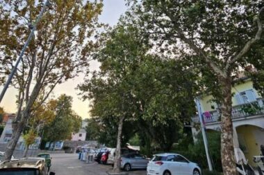 Platane će zamijeniti koprivići / Foto Grad Novi Vinodolski