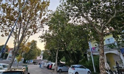 Platane će zamijeniti koprivići / Foto Grad Novi Vinodolski