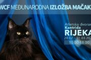 WCF Međunarodna izložba mačaka krajem mjeseca na Kantridi