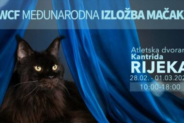 WCF Međunarodna izložba mačaka krajem mjeseca na Kantridi