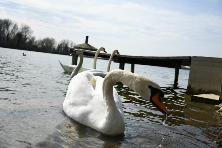 Foto Damir Spehar/PIXSELL