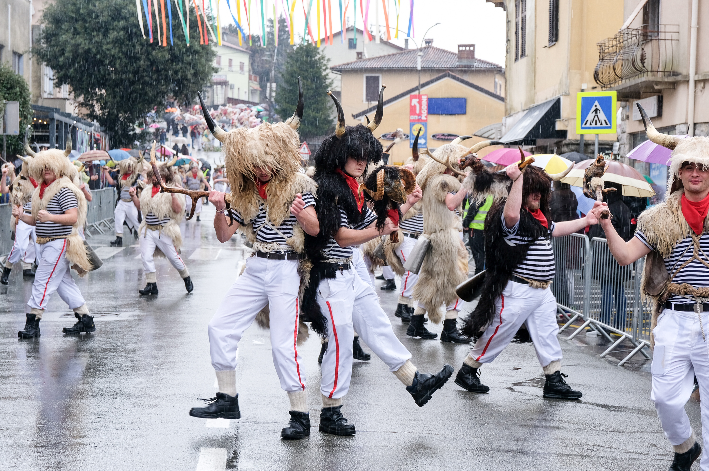 Zametski zvončari / Foto Nikola BLAGOJEVIĆ