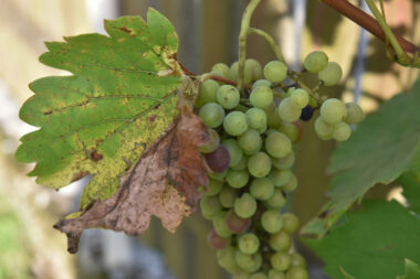 Davor Visnjic/PIXSELL