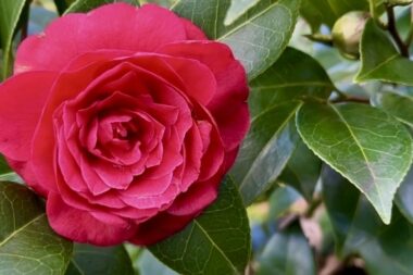 Raskošna kamelija je simbol Opatije / Foto Udruga ljubitelja kamelija Opatija