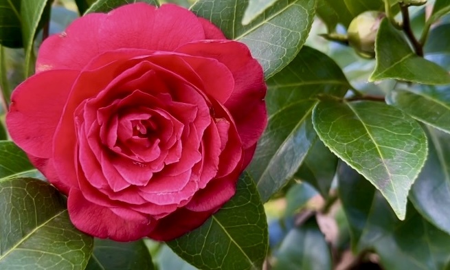 Raskošna kamelija je simbol Opatije / Foto Udruga ljubitelja kamelija Opatija