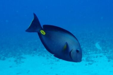 Riba kirurg / Foto Pero Ugarković