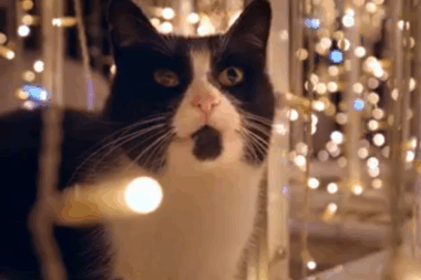 Foto Screenshot / Marin Ćuk Vurnek