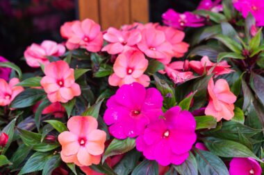 Foto: iStock