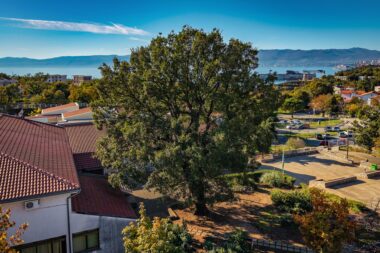 Kostrenski hrast / Općina Kostrena