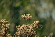 Foto: Pexels