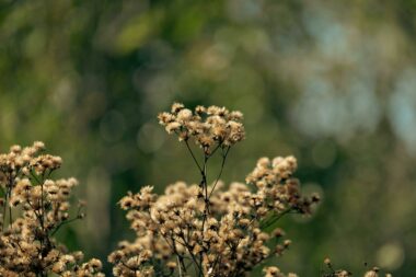 Foto: Pexels