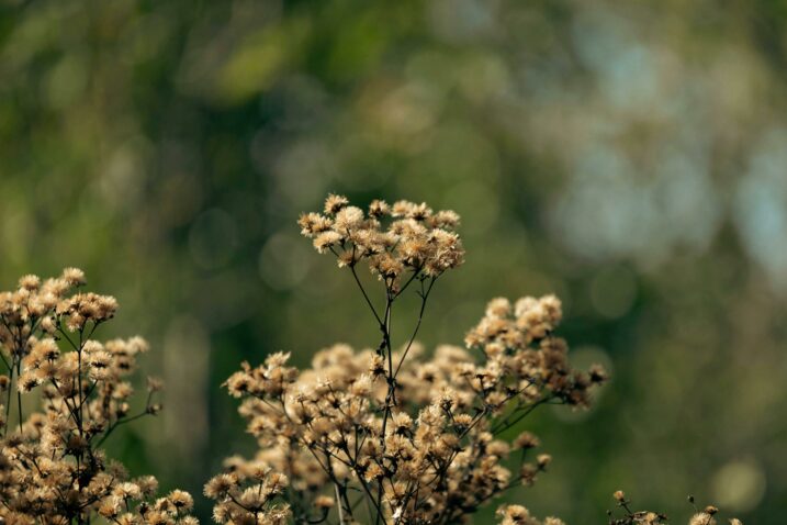 Foto: Pexels