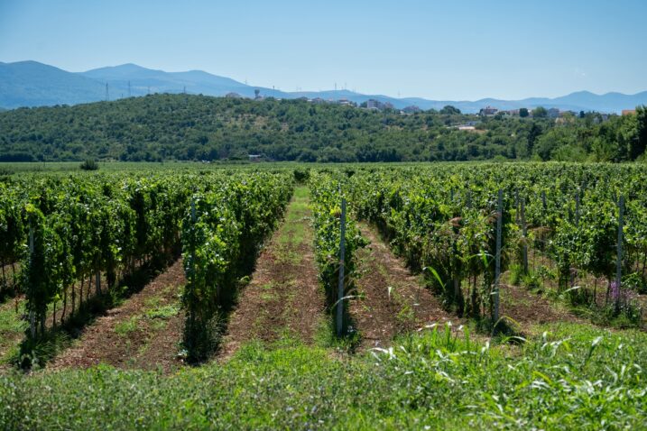 Ilustracija / Foto Ana Križanec