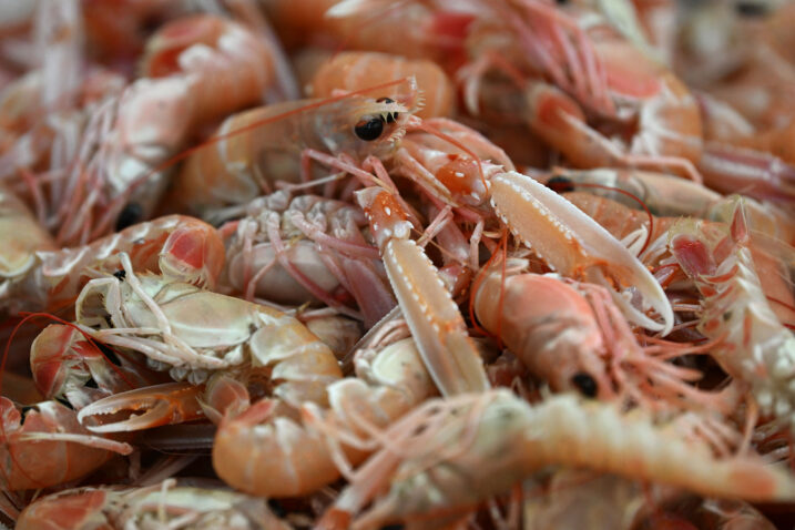 Photo: Marko Lukunic/PIXSELL