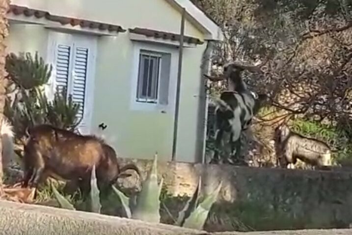 Divlje koze na Unijama / Foto Screenshot