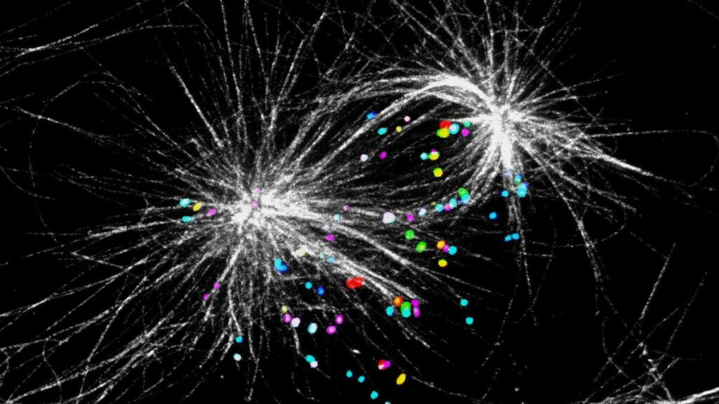 Diobeno vreteno u nastajanju