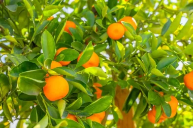 Foto Općina Omišalj