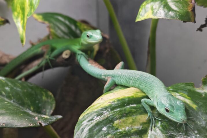 Zelenotrbi gušteri / Foto Zoološki vrt Zagreb