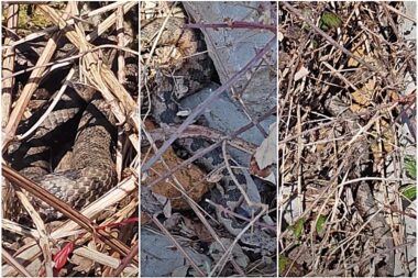 Screenshot Facebook Goranske šanse