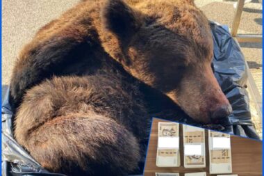 Foto: Carinska uprava RH