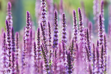 Foto: iStock