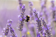 Foto: iStock