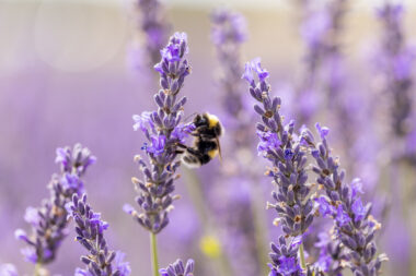 Foto: iStock