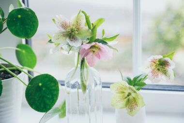 Kukurijek je prekrasan dodatak vazi, Foto: iStock