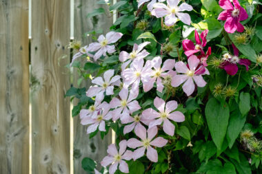 Klematis, Foto: iStock