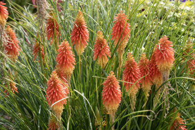Plamenka, Foto: iStock